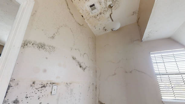 Best Attic Mold Removal  in Fairfield Harbour, NC