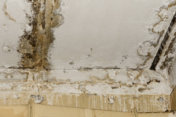 Mold Remediation for Rental Properties in Fairfield Harbour, NC