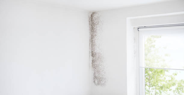 Trusted Fairfield Harbour, NC Mold Removal Experts