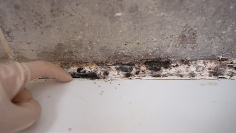Best Mold Prevention Services  in Fairfield Harbour, NC